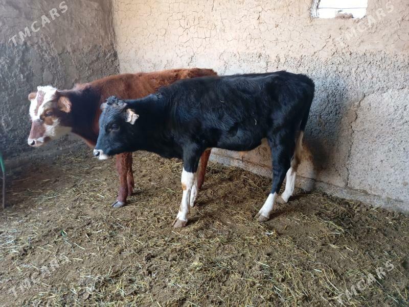 okuzje - Мары - img 3