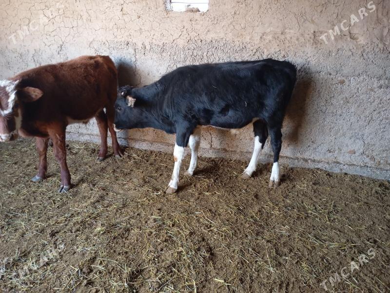 okuzje - Мары - img 2