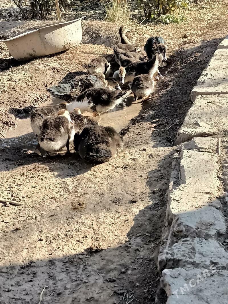 muskus jujeler - Çärjew - img 4