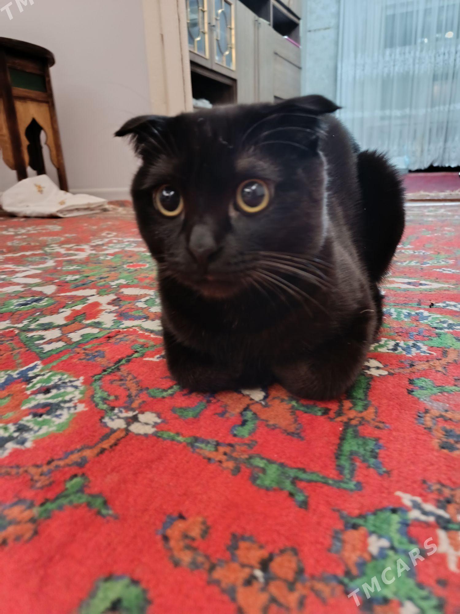 для вязки - Туркменабат - img 2