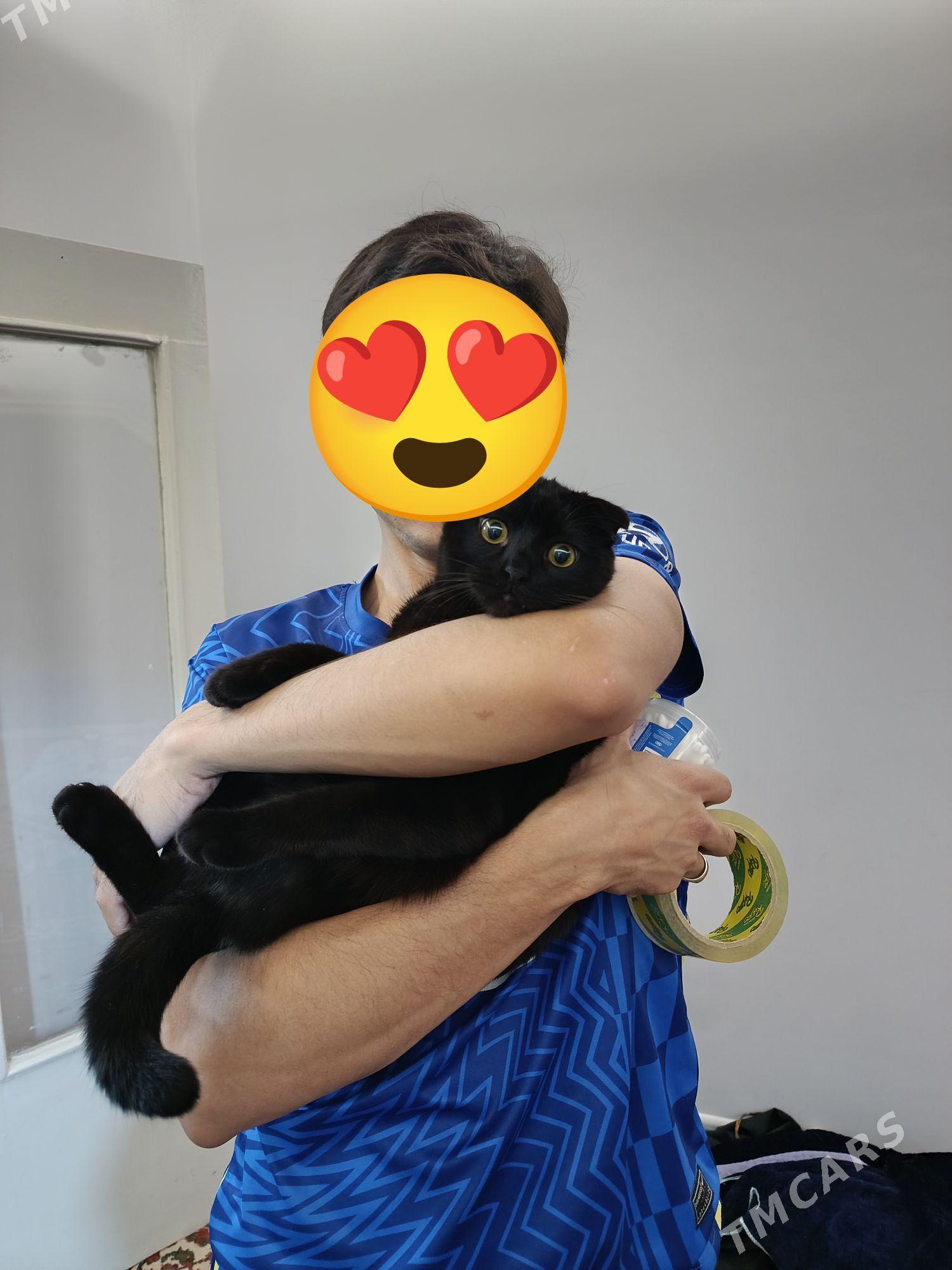 для вязки - Туркменабат - img 3