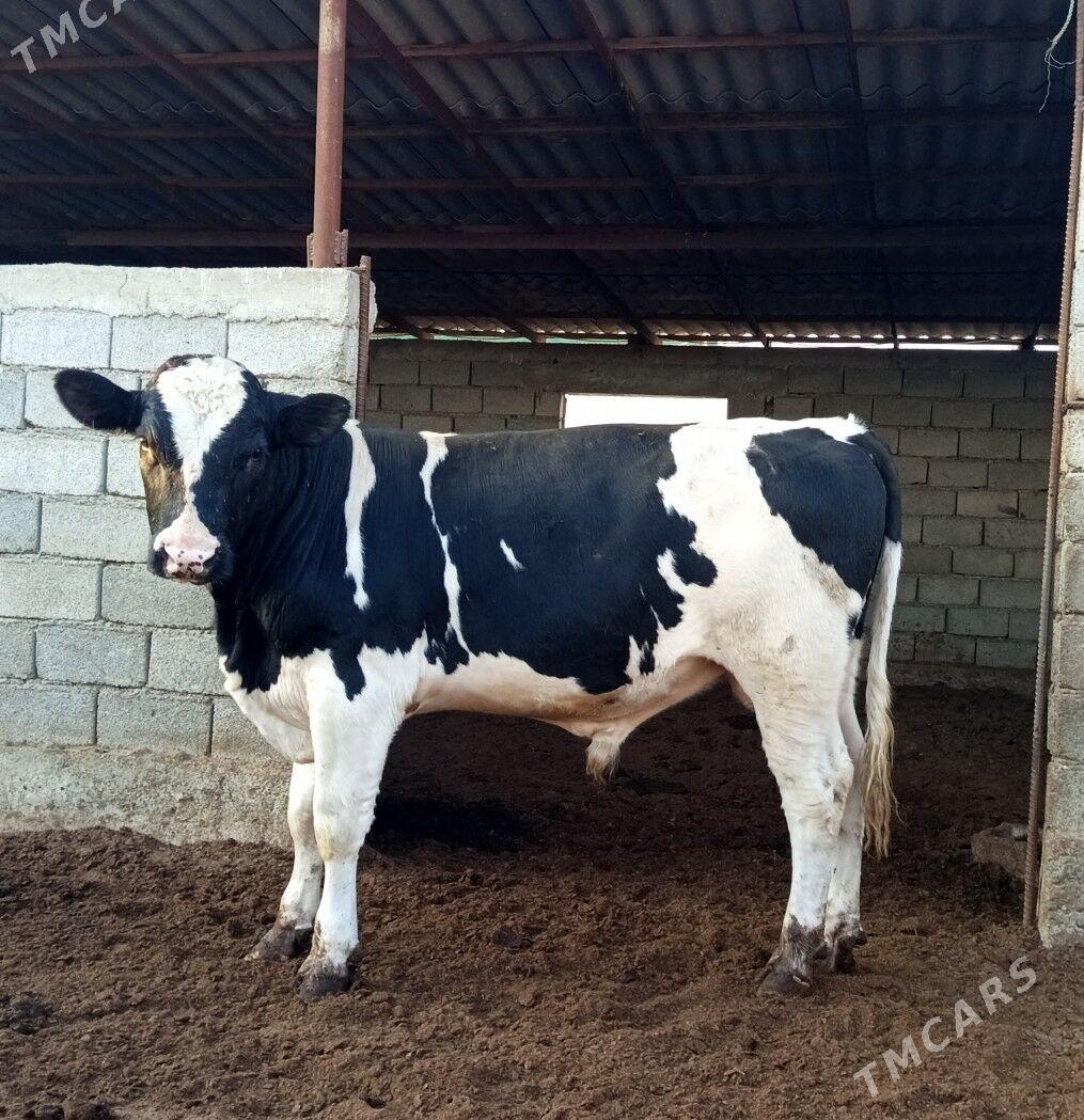 GALIŞDEYIN ÖKÜZ - Gökdepe - img 5