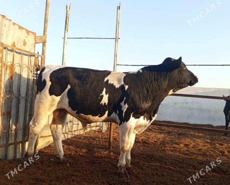 GALIŞDEYIN ÖKÜZ - Gökdepe - img 2