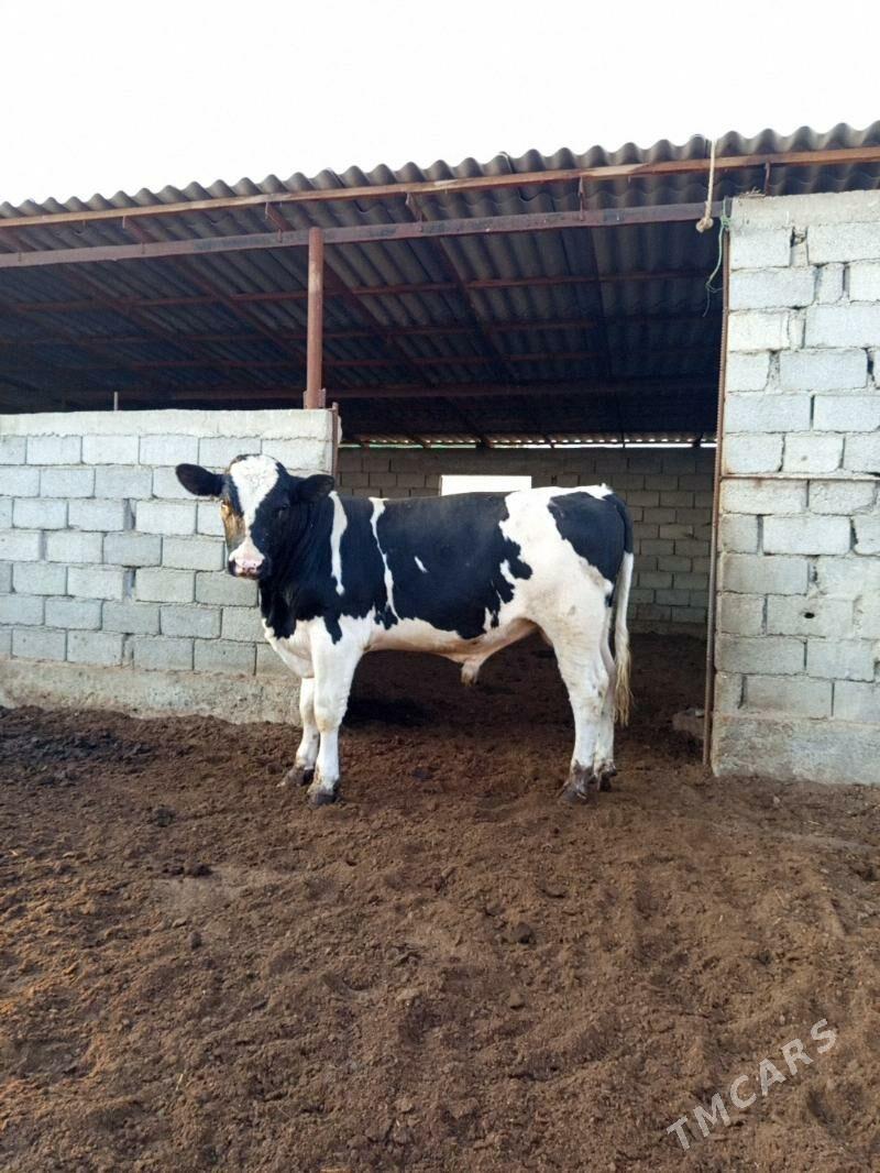 GALIŞDEYIN ÖKÜZ - Gökdepe - img 6