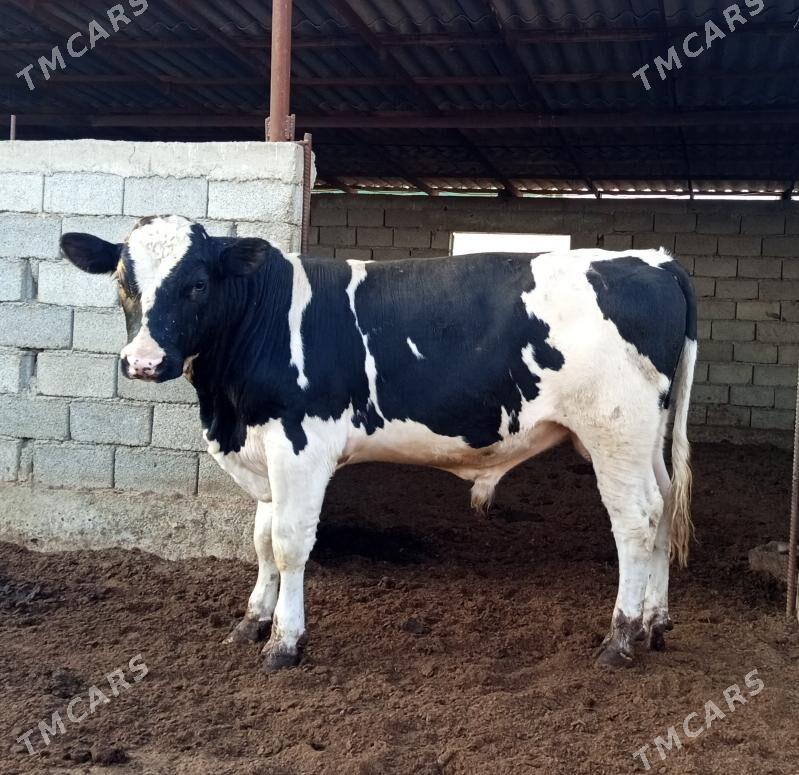 GALIŞDEYIN ÖKÜZ - Gökdepe - img 3