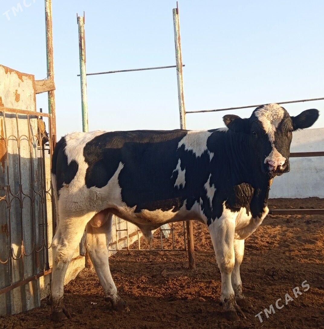 GALIŞDEYIN ÖKÜZ - Gökdepe - img 4