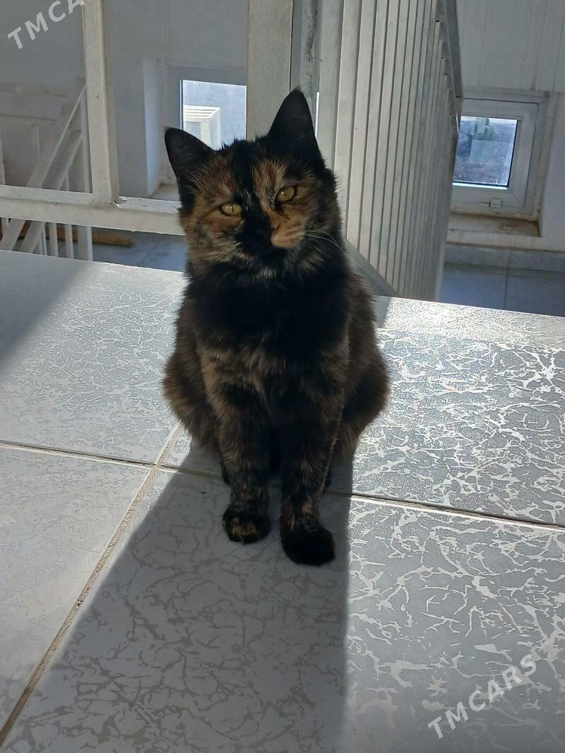 Котёнок-подросток - Туркменабат - img 1