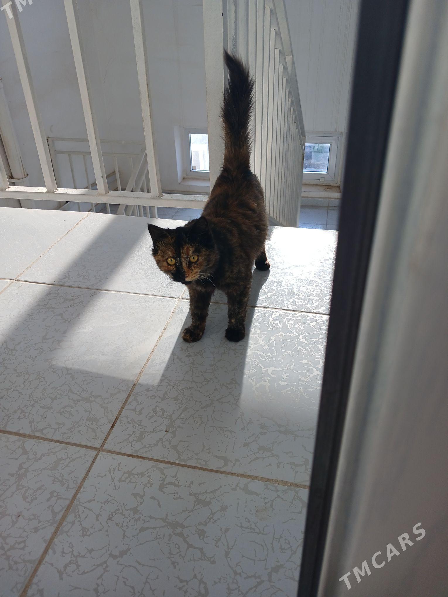 Котёнок-подросток - Туркменабат - img 3