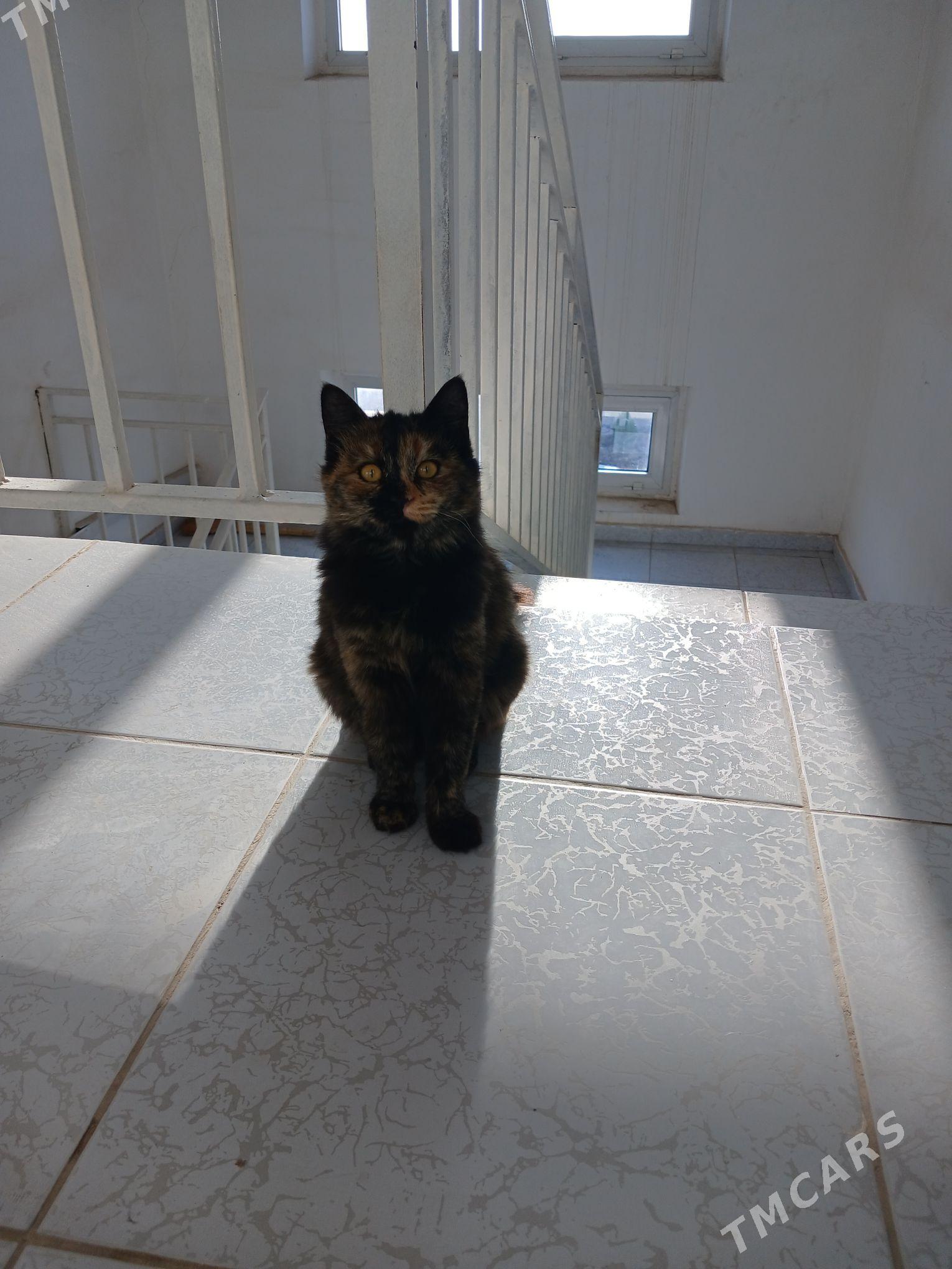 Котёнок-подросток - Туркменабат - img 2