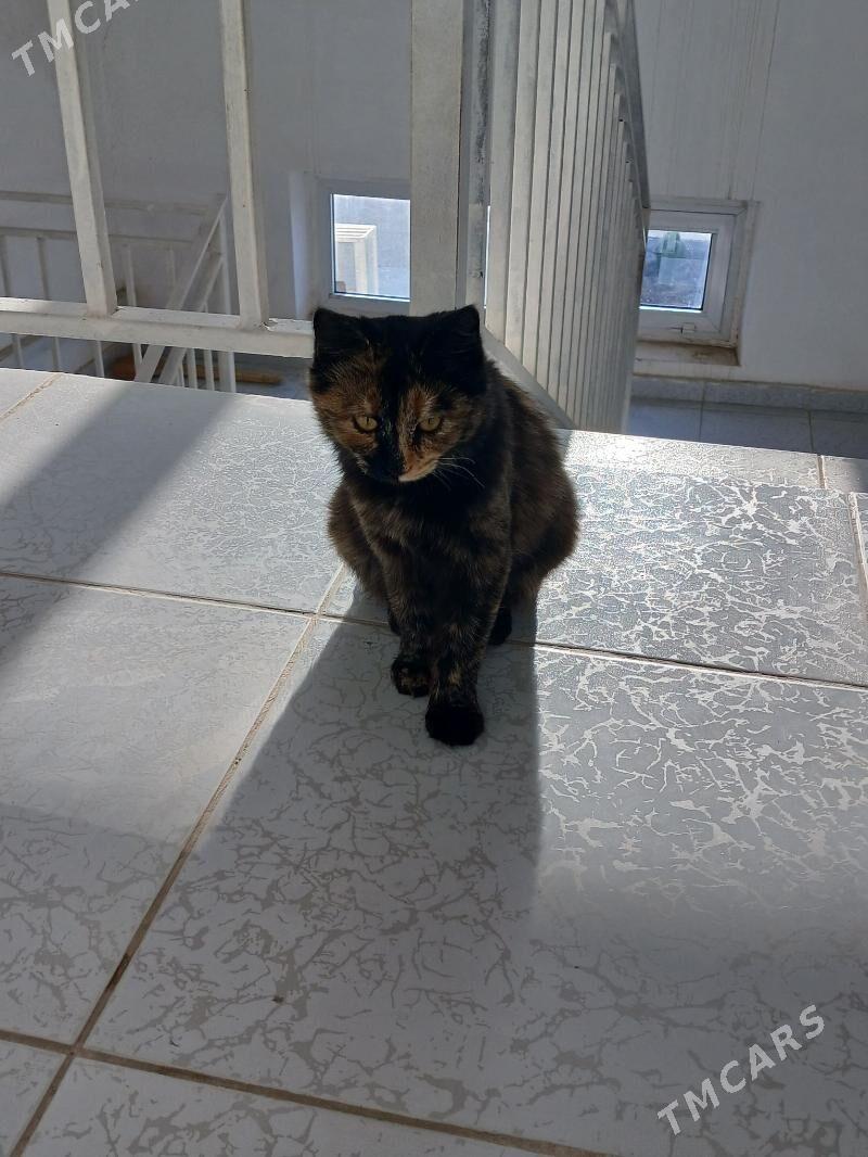Котёнок-подросток - Туркменабат - img 4