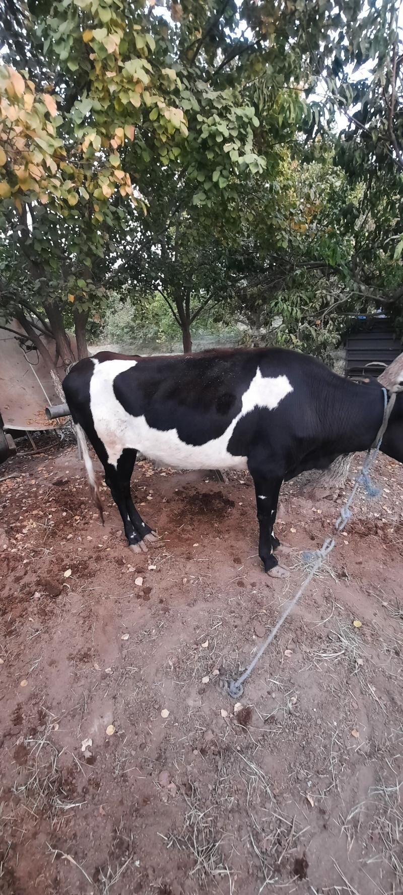 unajyn - Чарджоу - img 3