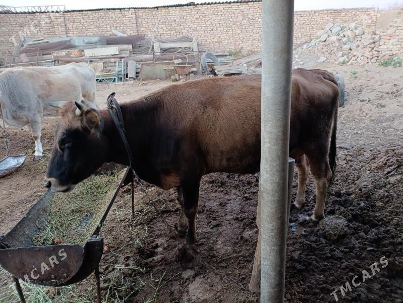 göleli sygyr - Tejen - img 2