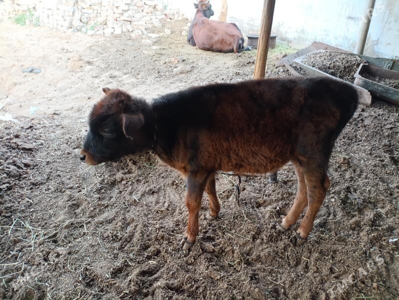 göleli sygyr - Tejen - img 3