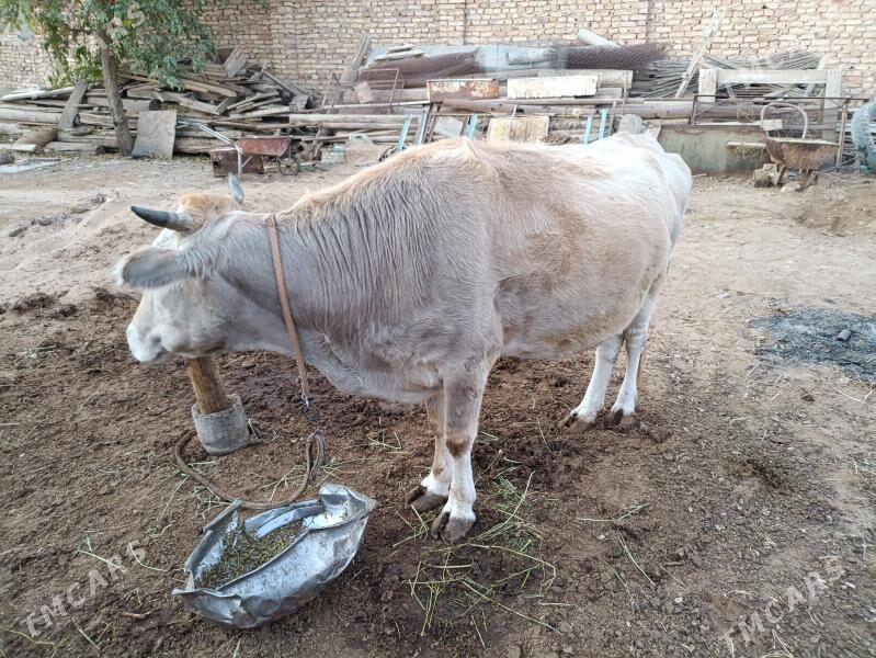 gysyr sygyr - Tejen - img 2