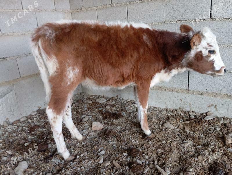 Tuwe - Bäherden - img 1