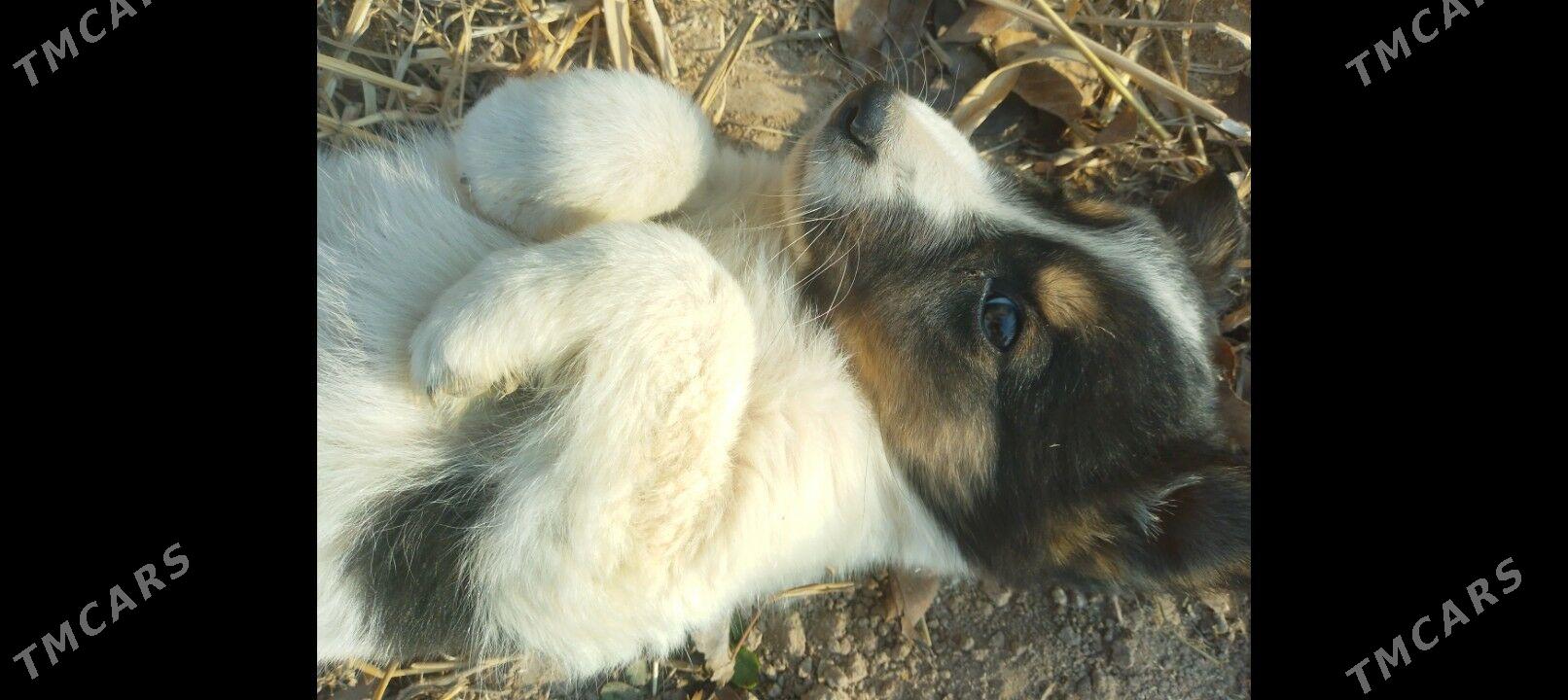 copan it - Шабатский этрап - img 1