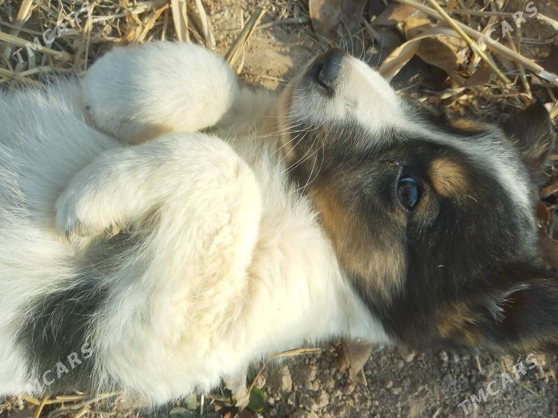 copan it - Шабатский этрап - img 3