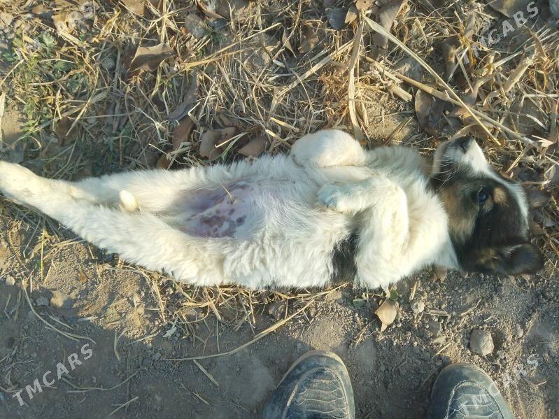 copan it - Шабатский этрап - img 2