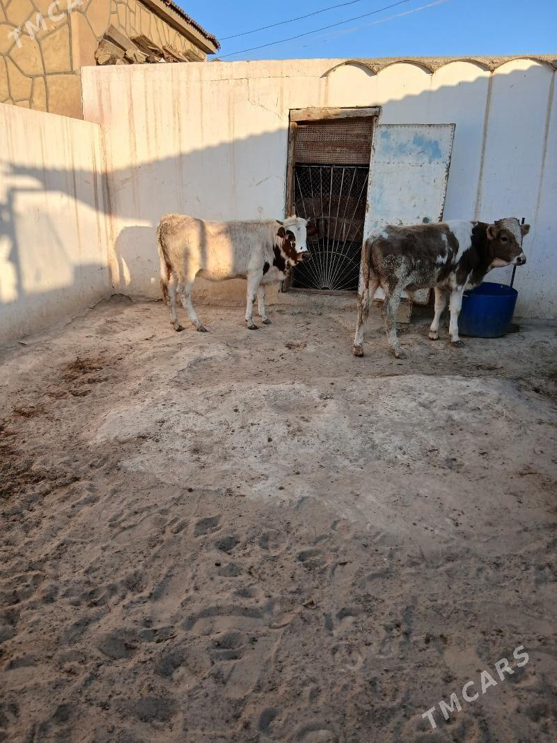 okuz gacar - Gumdag - img 2