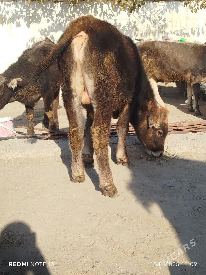 OKUZ - Bäherden - img 2