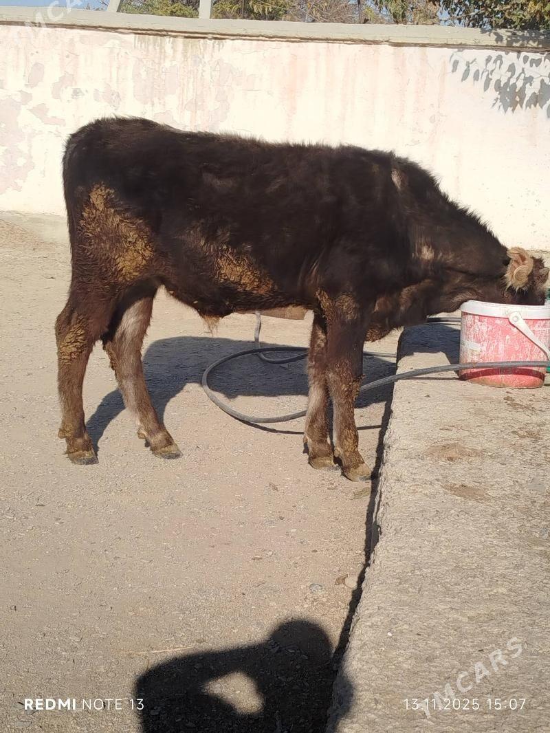 OKUZ - Bäherden - img 3