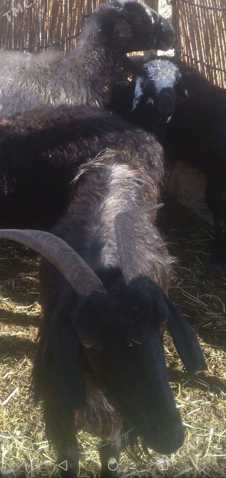 Gysyr geci - Байрамали - img 2