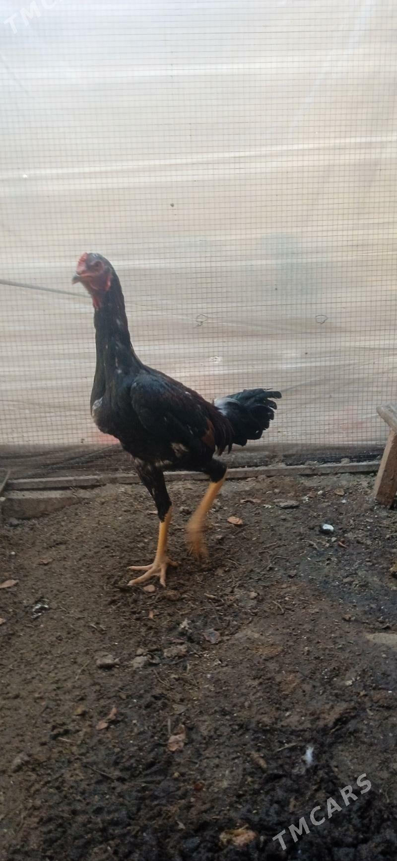 juje - Фарап - img 6