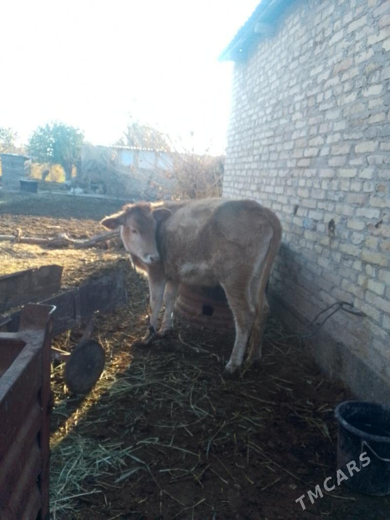 sygyr - Dänew - img 3