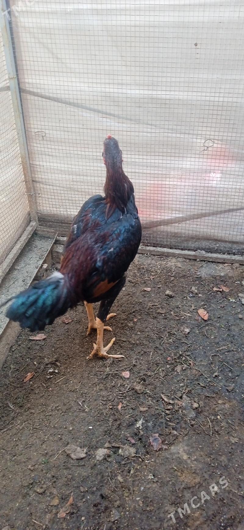 juje - Фарап - img 4