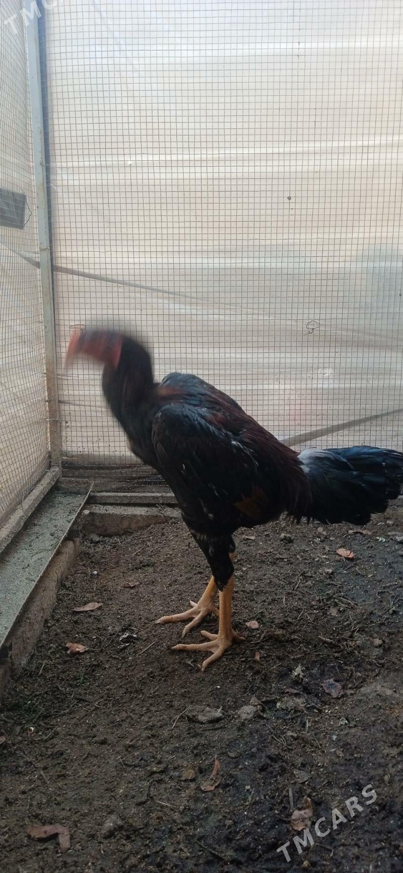 juje - Фарап - img 5