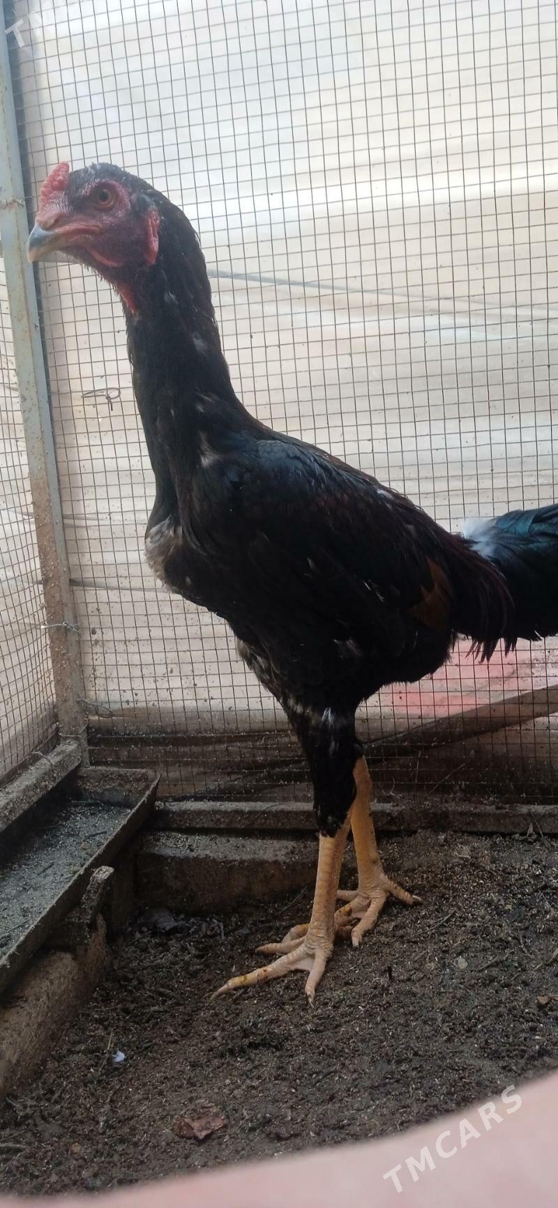 juje - Фарап - img 2