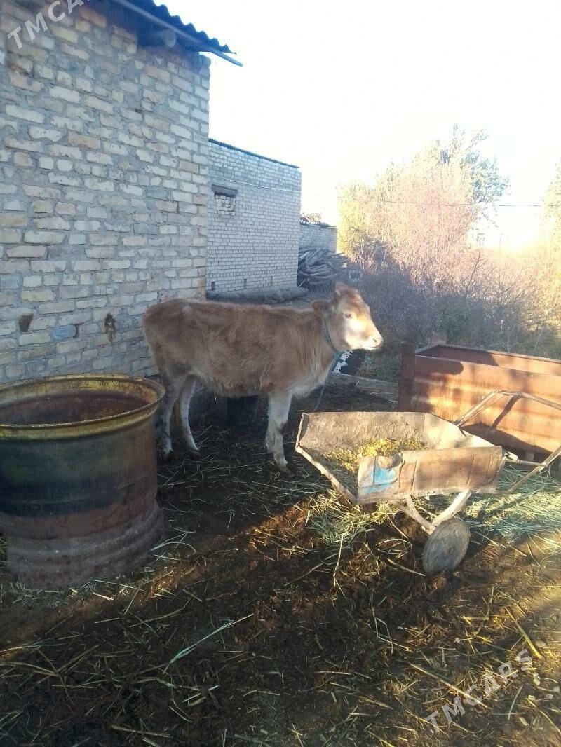 sygyr - Dänew - img 2