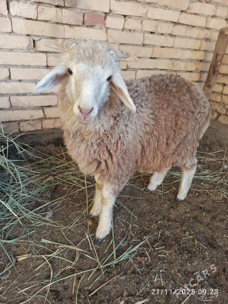 kockar kuzu - Туркменабат - img 2