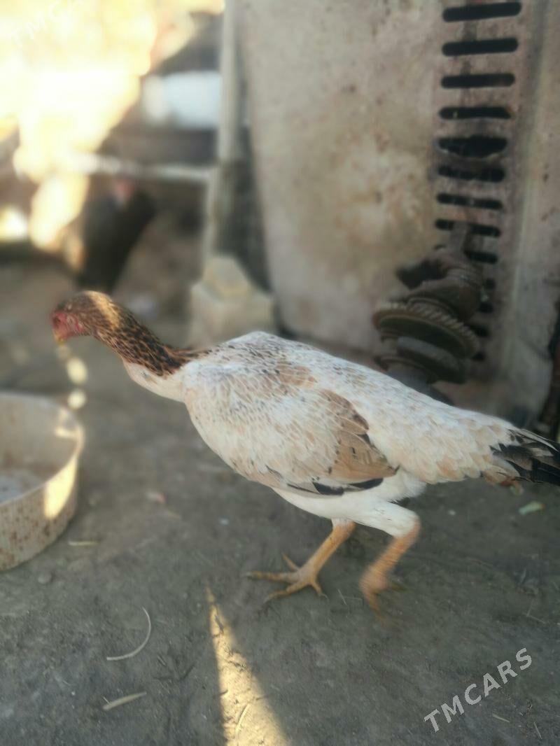 juje - Dänew - img 3