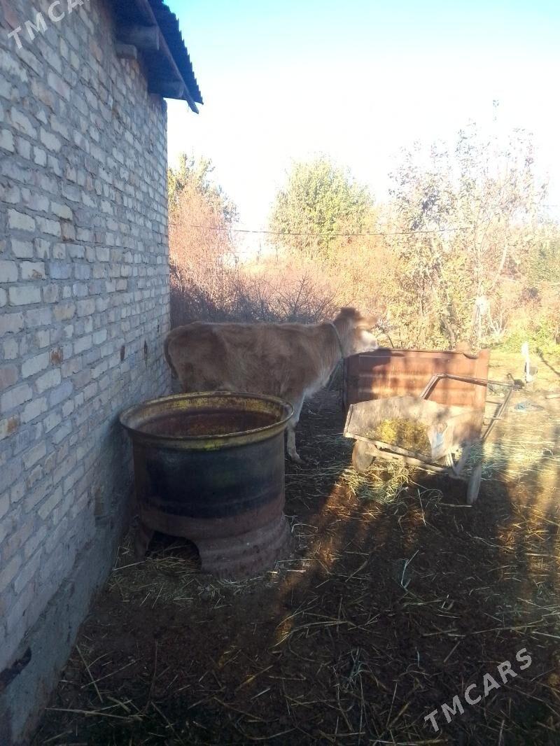 sygyr - Dänew - img 1