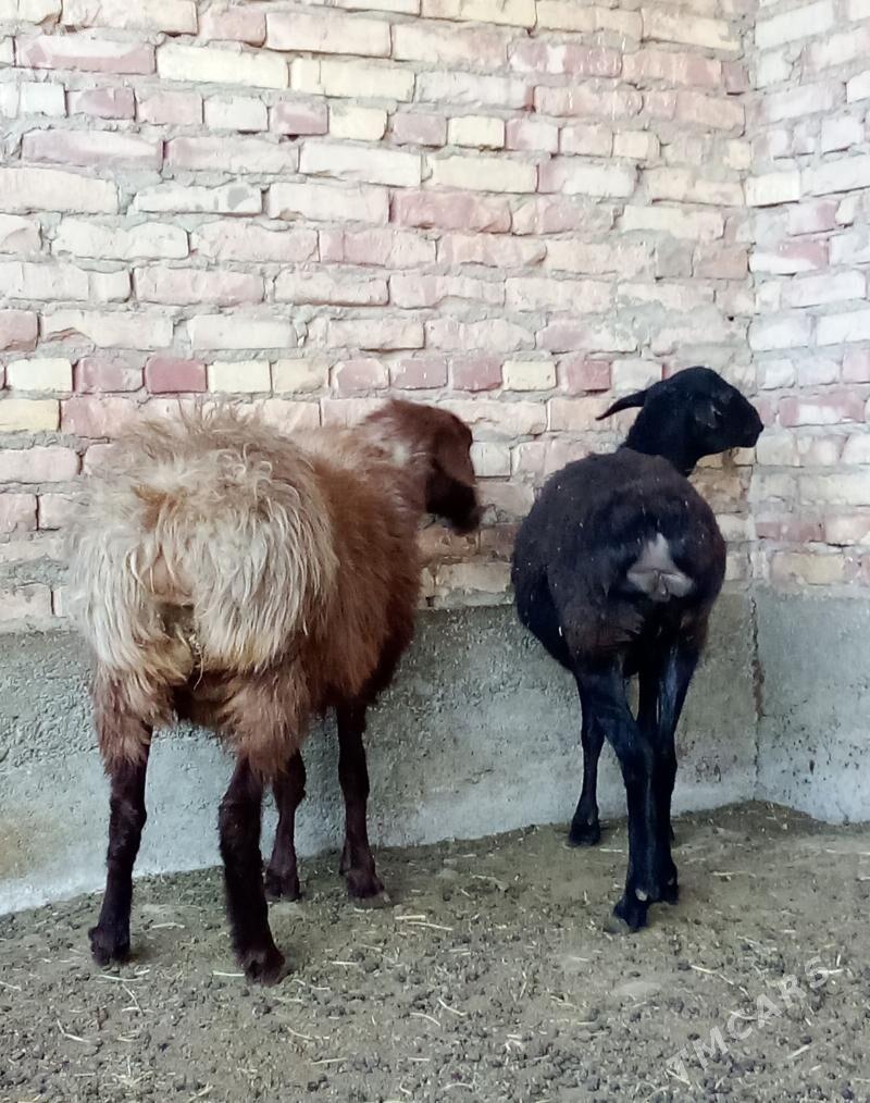 Goýunlar Gurat Gissar - Гёкдепе - img 2