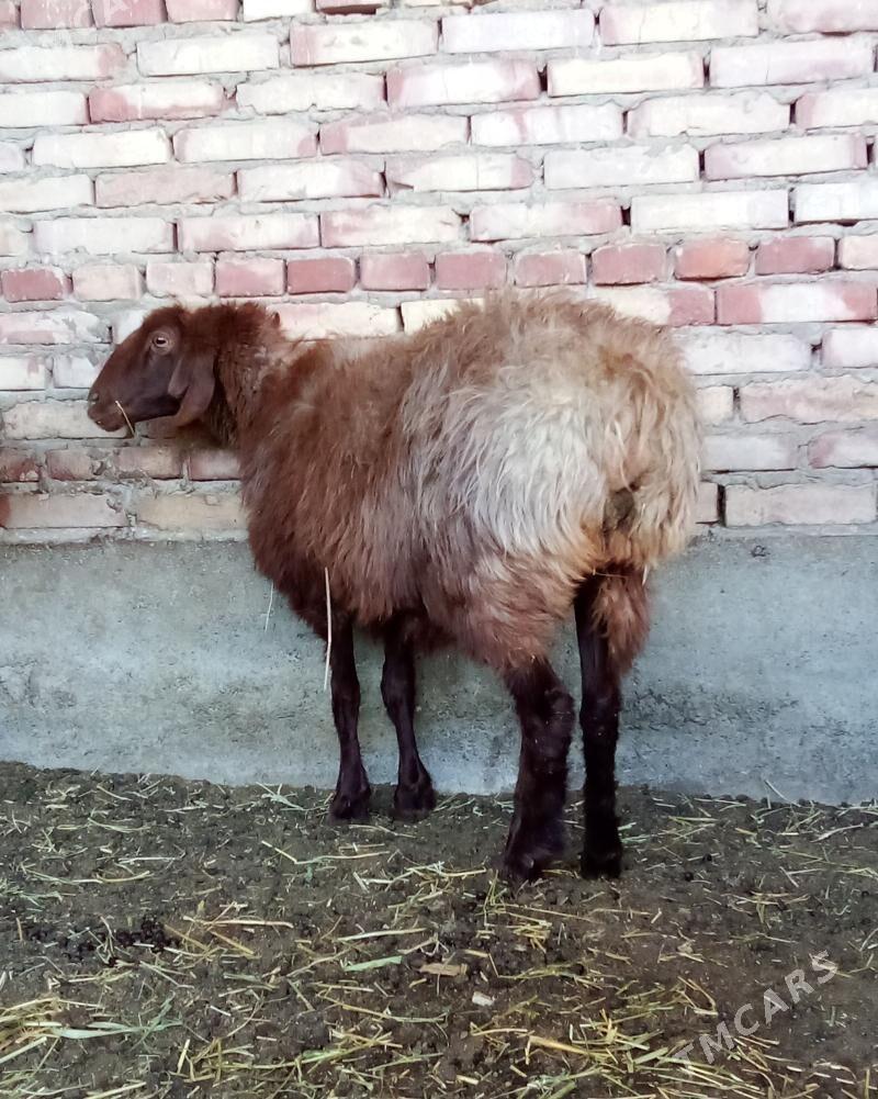 Goýunlar Gurat Gissar - Гёкдепе - img 3