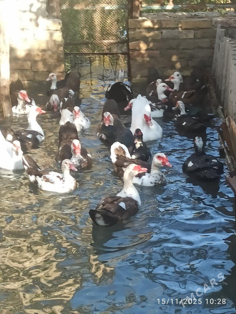 muskus ördekler erkek - Türkmenabat - img 2