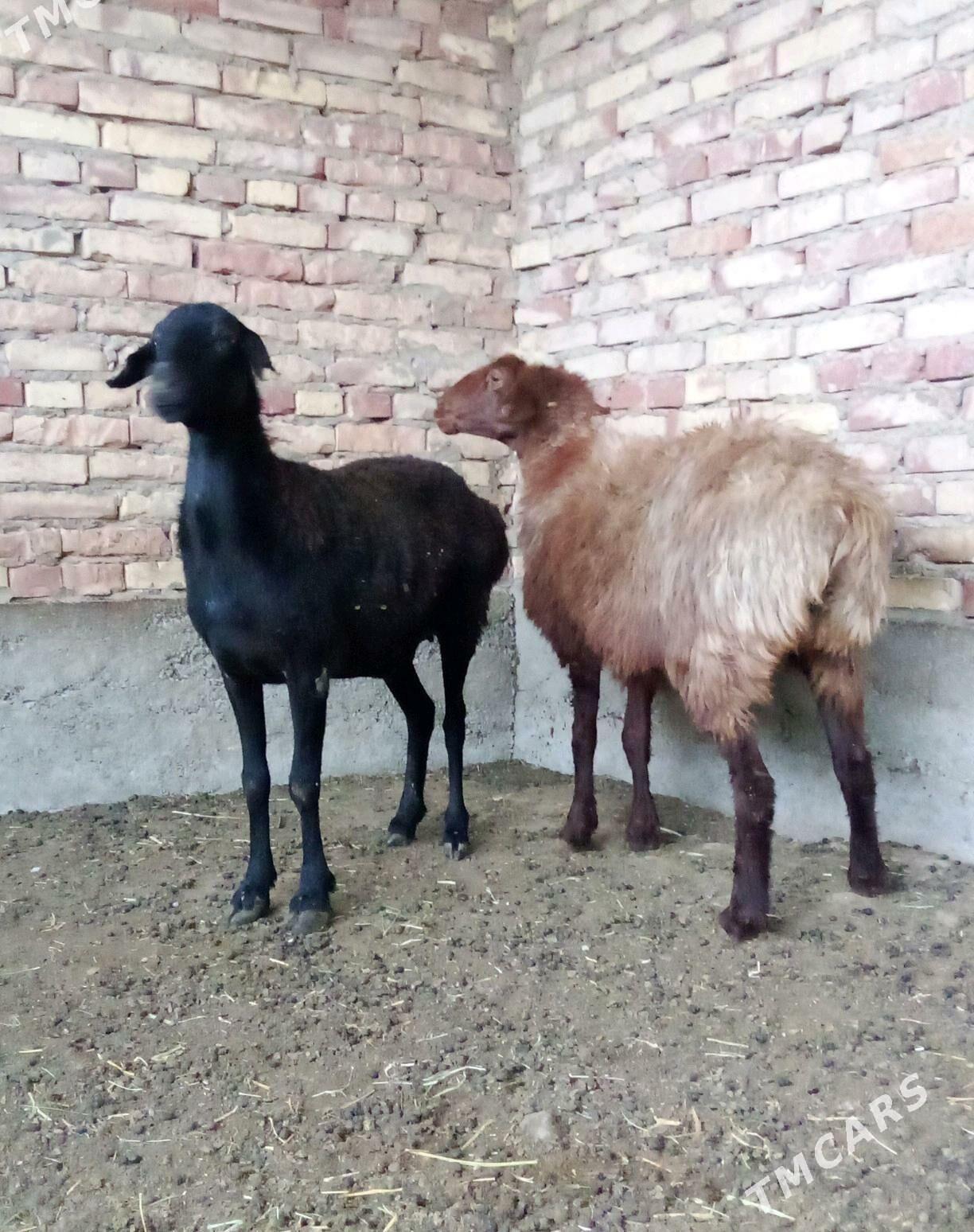 Goýunlar Gurat Gissar - Гёкдепе - img 4