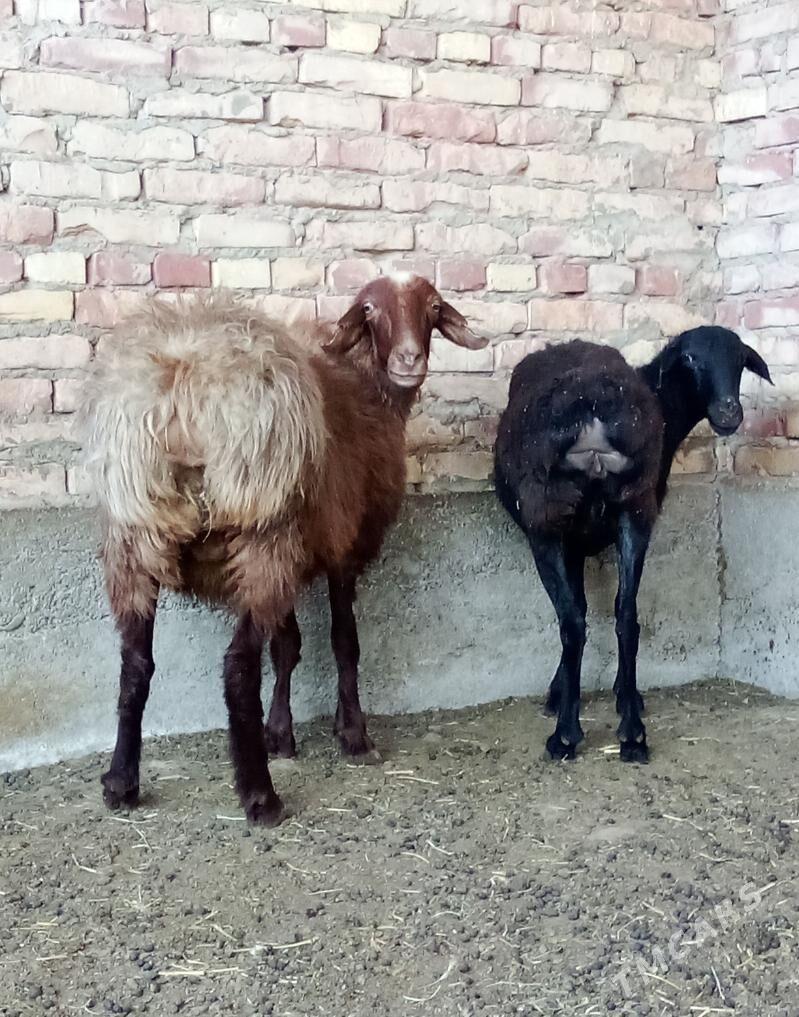 Goýunlar Gurat Gissar - Гёкдепе - img 6