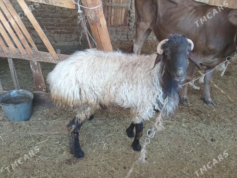 Goç - Гёкдепе - img 2