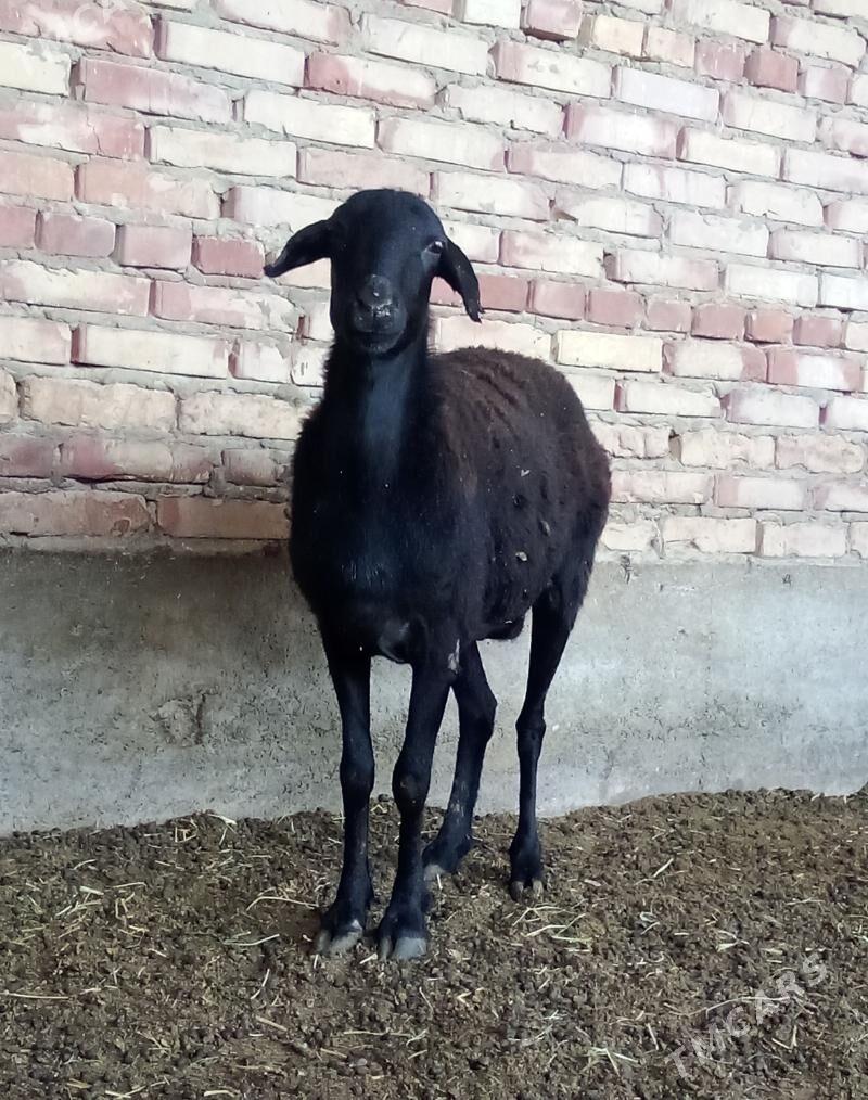 Goýunlar Gurat Gissar - Гёкдепе - img 7