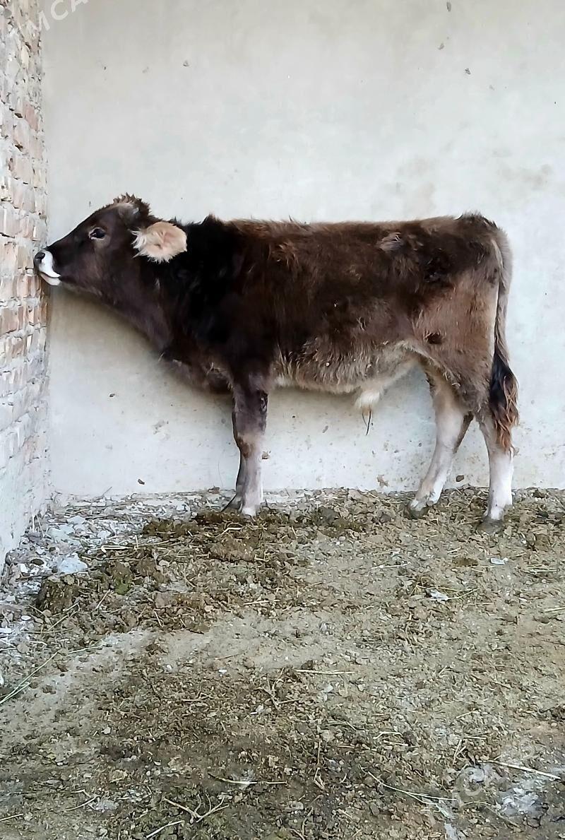 okuzce - Бахарден - img 2