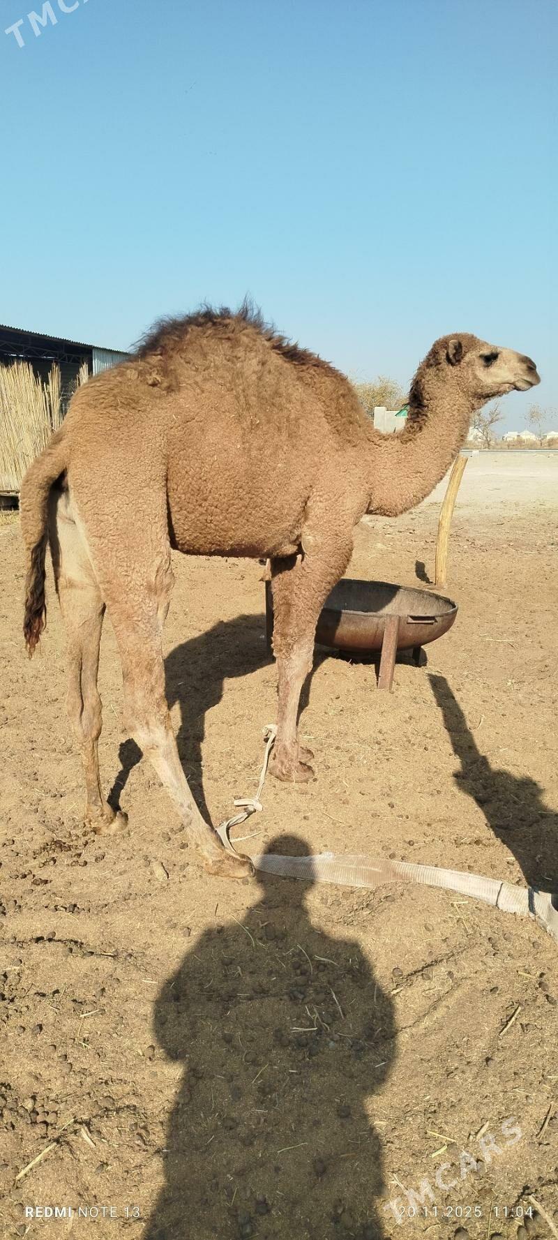 duye - Sakarçäge - img 4