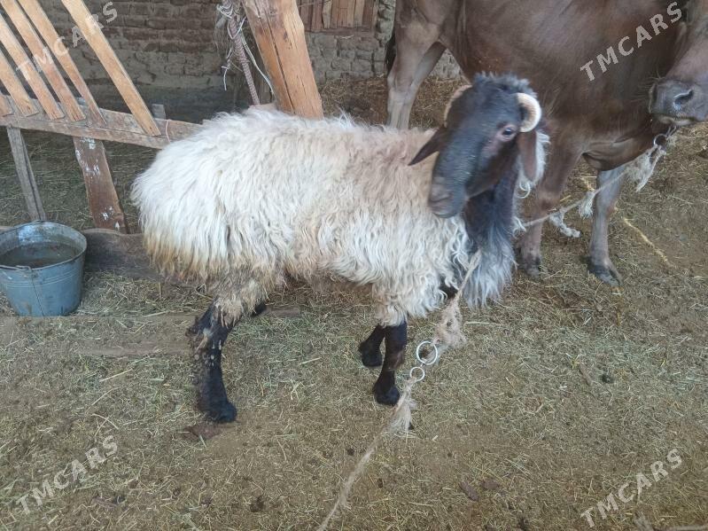 Goç - Гёкдепе - img 3