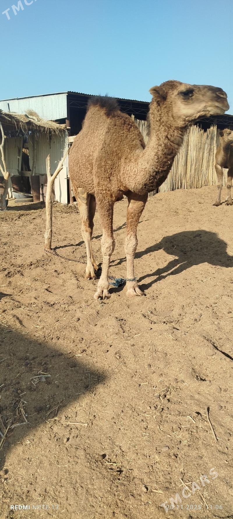 duye - Sakarçäge - img 3