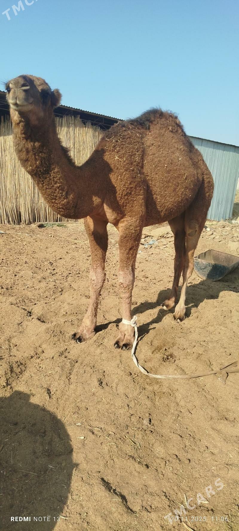 duye - Sakarçäge - img 2