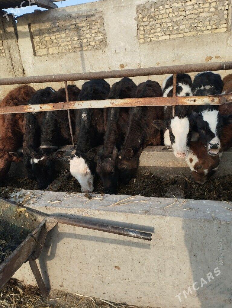 okuzceler - Чарджоу - img 2