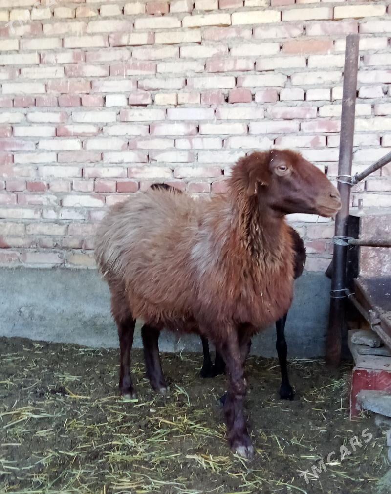 Goýunlar Gurat Gissar - Гёкдепе - img 9