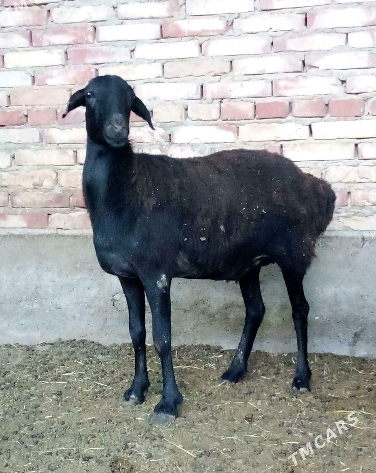 Goýunlar Gurat Gissar - Гёкдепе - img 10